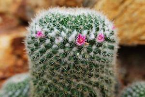 florescendo pequeno Rosa flor em mamillaria geminispina cactaceae dentro deserto plantas e cacto jardim foto