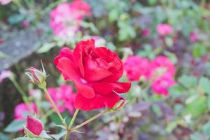 vermelho rosa flor plantar dentro uma natureza . foto