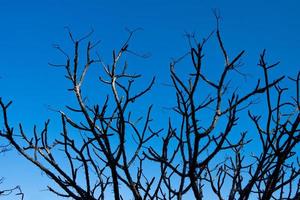 árvore ramo silhueta em azul céu fundo. foto