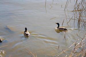 dois patos na água foto