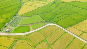vista aérea do campo de arroz verde e amarelo foto