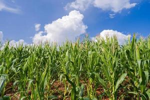 campos de milho sob o céu azul foto