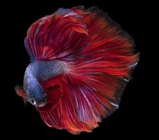 fechar acima do azul vermelho betta peixe. lindo siamês brigando peixe, betta splendens isolado em Preto fundo, estúdio tomada. foto