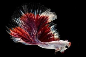 lindo betta peixe com vibrante cores e lindo vermelho barbatanas este exalar arrogância e beleza às a mesmo Tempo em Preto fundo. foto