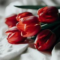 apaixonado vermelho tulipas, uma vibrante ainda vida foto