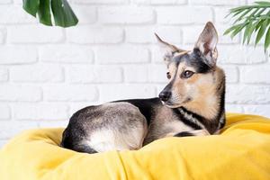 fofa misturado procriar cachorro deitado em amarelo cama às casa olhando atentamente , casa plantas em a fundo foto
