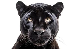Panthera frente Visão isolado em branco fundo foto