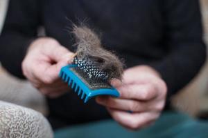 a mão de um homem segurando a escova de pente de gato com pelo cinza e limpando-a foto