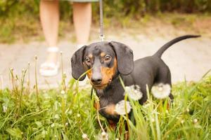 mulher caminha com o cachorro na coleira no parque. dachshund perto dos pés de uma mulher foto