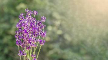 lavanda flores fechar-se em uma natural fundo. borrão fundo foto