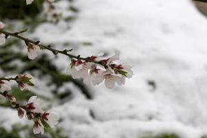 flores de amendoeira com fundo de neve foto