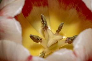 foto macro do estame e pistilo de uma flor de tulipa