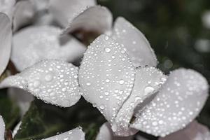 flores com gotas de chuva na pétala no tema de preto e branco foto