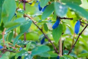 madressilva ramo com azul maduro bagas. lindo gotas depois de a chuva. foto
