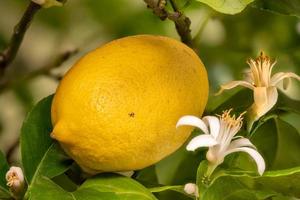 foto detalhada de uma flor de limão e frutas penduradas lado a lado na árvore