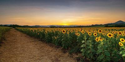 flores de girassol florescendo no campo ao pôr do sol foto