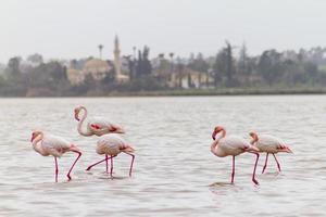 Flamingos ambulantes no Lago Salgado de Larnaca, Chipre foto