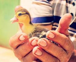 pequeno Pato dentro a mão foto