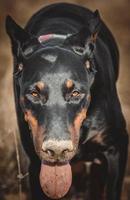 doberman jogando ao ar livre foto