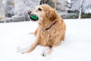 cachorro brincando na neve foto