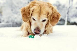 cachorro brincando na neve foto