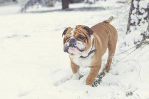 cachorro brincando na neve foto