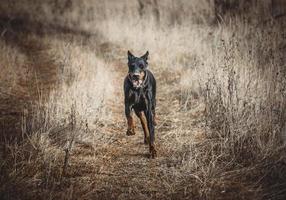 doberman jogando ao ar livre foto