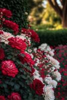 jardim preenchidas com grande quantidade do vermelho e branco flores generativo ai. foto