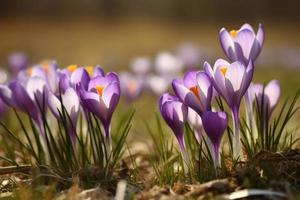 Primavera açafrão campo. gerar ai foto