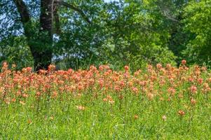 Castilleja começa para flor dentro texas dentro primavera. foto