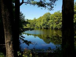 reflexivo lago ou lagoa água com árvores dentro floresta foto