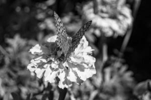linda flor borboleta monarca no prado de fundo foto