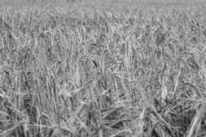 fotografia sobre campo de fazenda de trigo grande tema para colheita orgânica foto
