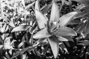 flor liliácea em crescimento selvagem em prado de fundo foto