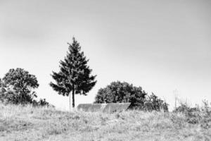 fotografia sobre o tema grande e bela árvore de abetos de outono no céu brilhante de fundo foto