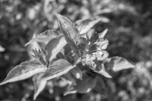 fotografia sobre o tema bela flor selvagem em crescimento weigela foto