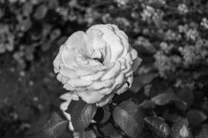 fotografia sobre o tema linda flor selvagem crescendo rosa foto