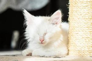 uma pequeno branco gatinho dorme deitado em a chão perto a coçar postar foto
