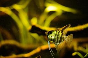 peixe anjo estão comum tropical peixe dentro a aquário. ciclídeo família foto