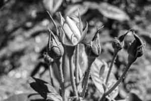 fotografia sobre o tema linda flor selvagem crescendo rosa foto