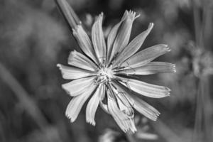 flor selvagem de beleza chicória comum no prado de fundo foto