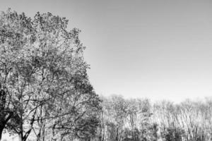 fotografia sobre o tema grande e bela árvore de bétula de outono no céu brilhante de fundo foto