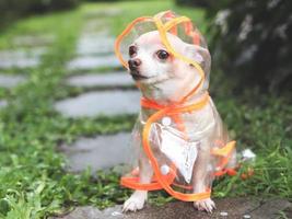 Castanho curto cabelo chihuahua cachorro vestindo chuva casaco de capuz sentado em molhado cimento telha dentro a jardim, olhando às Câmera. foto