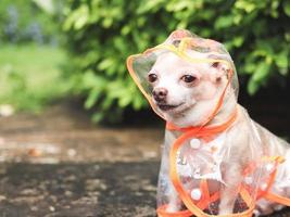 cão chihuahua de cabelo curto castanho vestindo capa de chuva sentado no chão de cimento no jardim, olhando para a câmera. foto