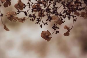 uma murcha delicado flor dentro a jardim em uma frio gelado dia durante queda branco neve foto