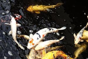 colorida branco e vermelho japonês carpa peixe natação dentro uma lagoa foto