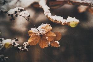 uma murcha delicado flor dentro a jardim em uma frio gelado dia durante queda branco neve foto