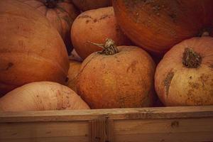 laranja outono fresco abóbora deitado ao ar livre Como uma decoração foto