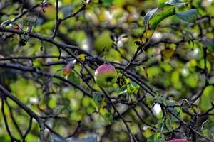 outono fresco maçã em a ramo do uma árvore dentro a Pomar foto
