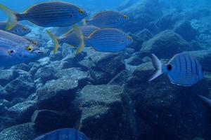 embaixo da agua fotos do mergulho dentro a atlântico oceano Próximo para a canário ilhas